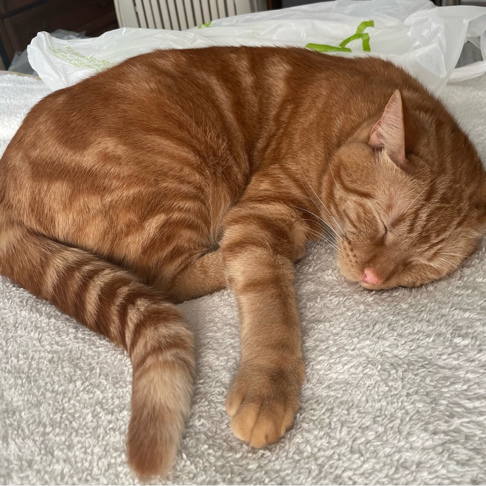 Meet your Posher, Ollie